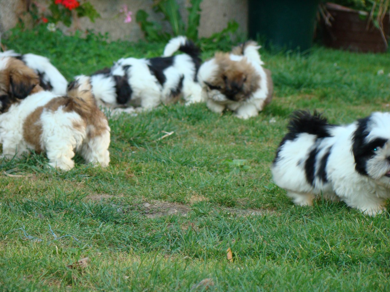 DSC00674 original jpg