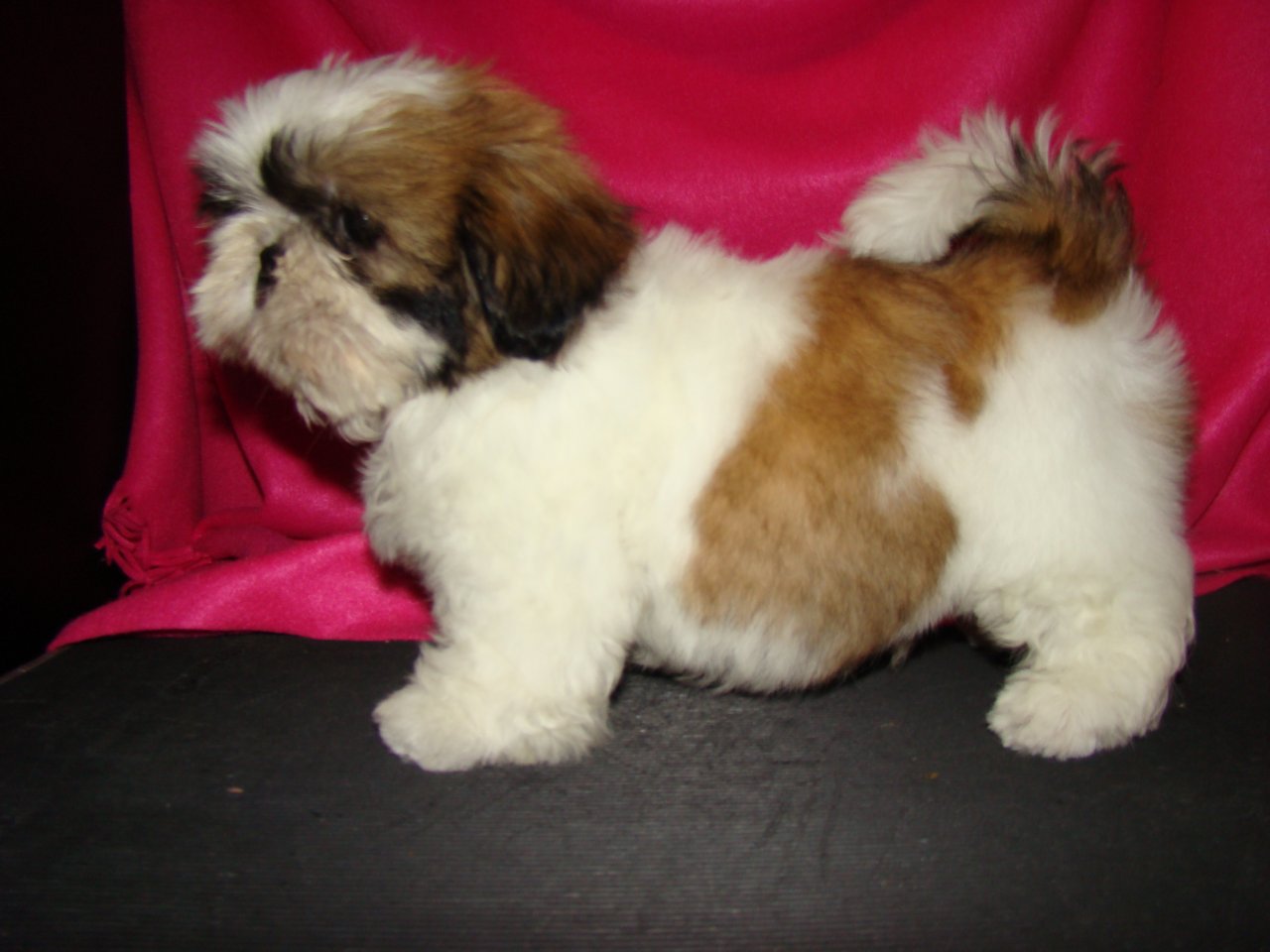 DSC00840 original jpg