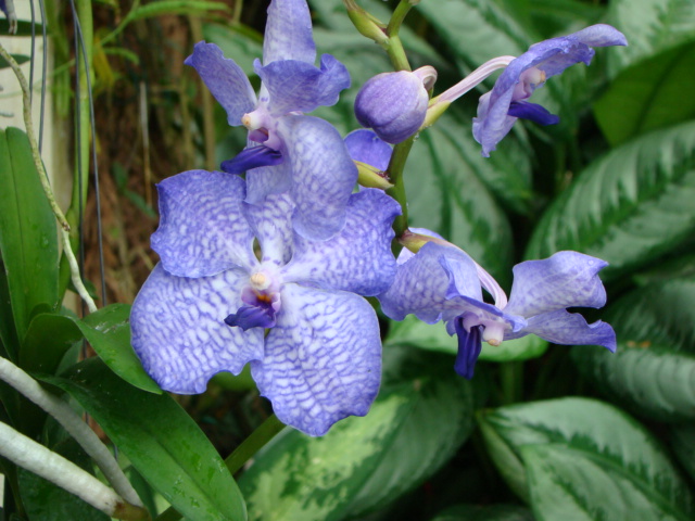 http://ivafre.wbs.cz/DSC04274_original.jpg