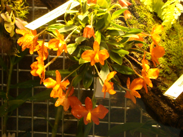 http://ivafre.wbs.cz/DSC04315_original.jpg