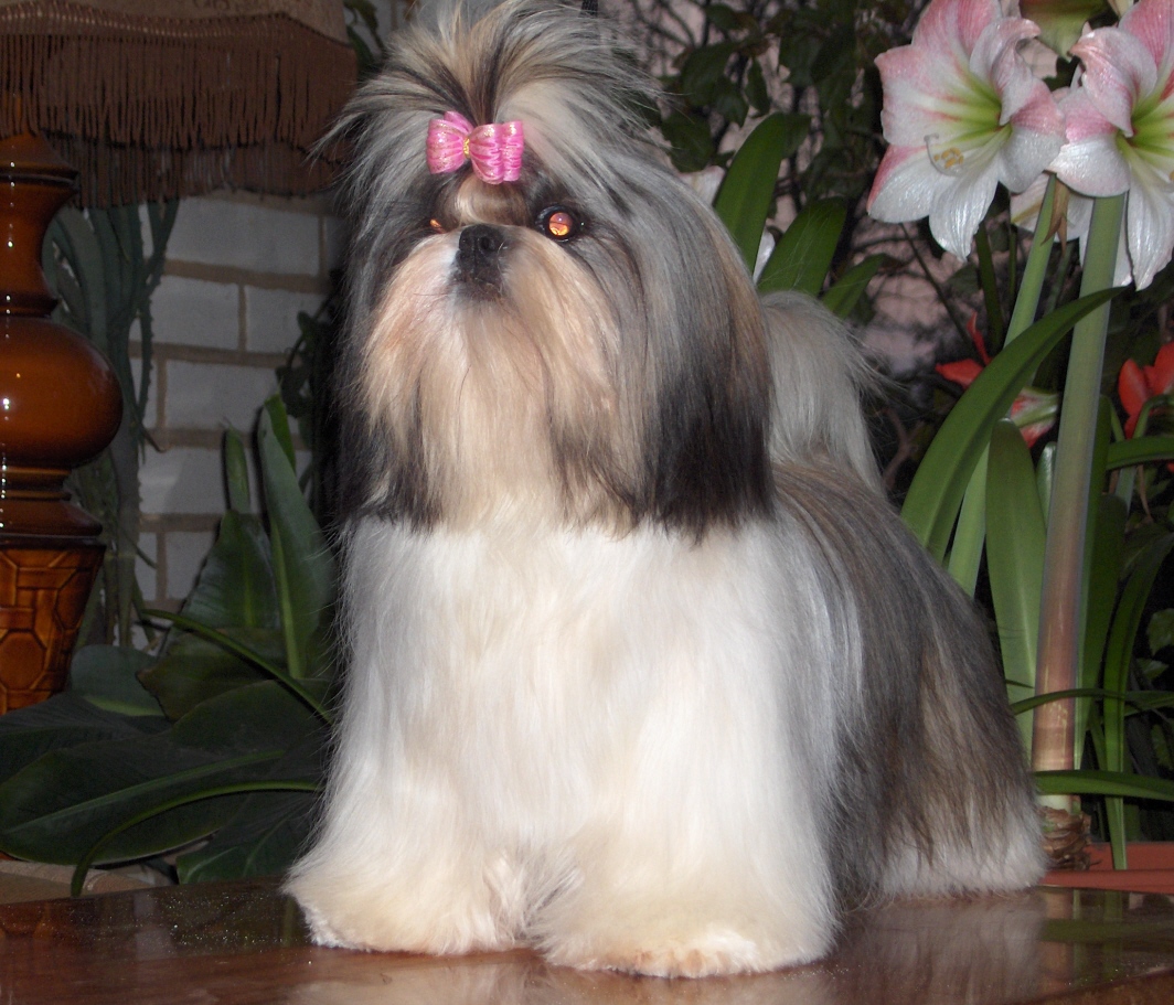 Toja sv original jpg